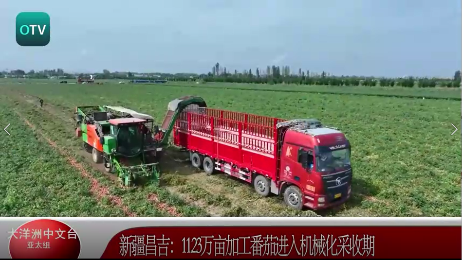 新疆昌吉：11.23万亩加工番茄进入机械化采收期